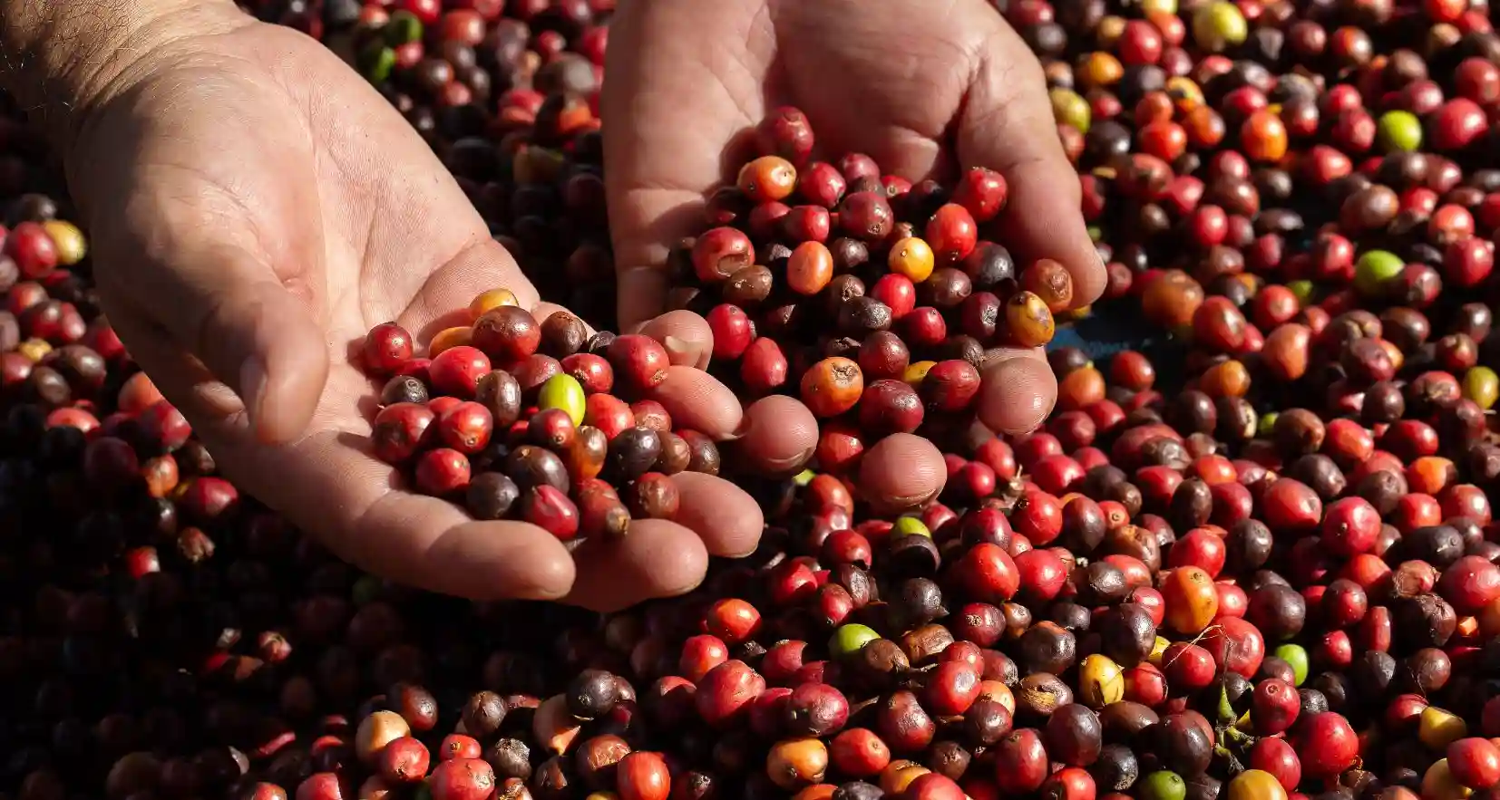 أسعار قهوة أرابيكا 2025